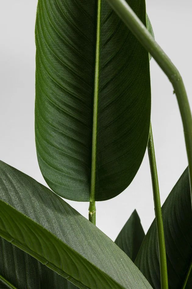 Искусственное растение KARE Deko Pflanze Paradise Flowers 51684