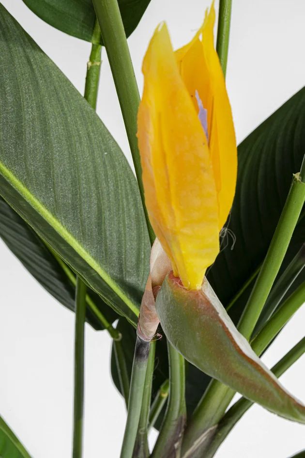 Искусственное растение KARE Deko Pflanze Paradise Flowers 51684