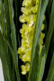 Искусственное растение KARE Deko Pflanze Rhynchostylis 55913. фото 5