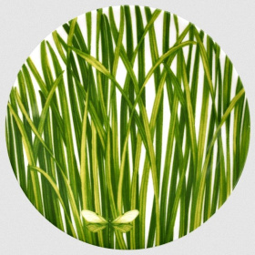 Тарелка десертная Taitù Life In Green Piattino 12-13-3