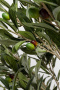 Искусственное растение KARE Deko Pflanze Olive Tree 54933. фото 3