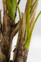 Искусственное растение KARE Deko Pflanze Palm Tree 51789. фото 13