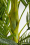 Искусственное растение KARE Deko Pflanze Palm Tree 51789. фото 6