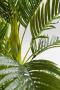 Искусственное растение KARE Deko Pflanze Palm Tree 51789. фото 5